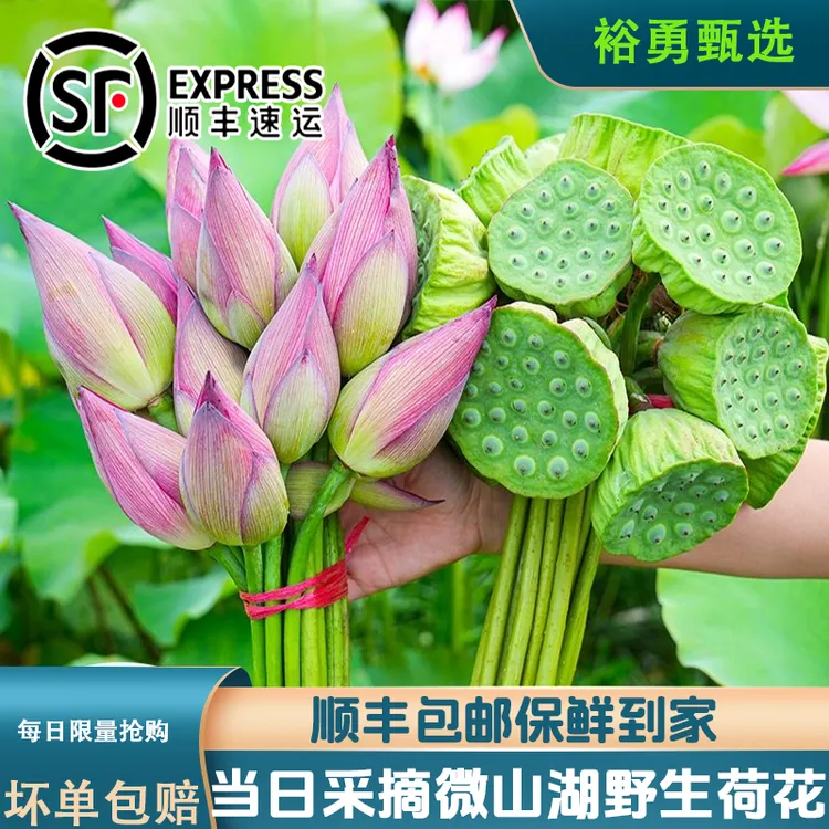 顺丰包邮新鲜荷花莲花插花莲蓬供佛酒店办公花苞现采现发真花切花