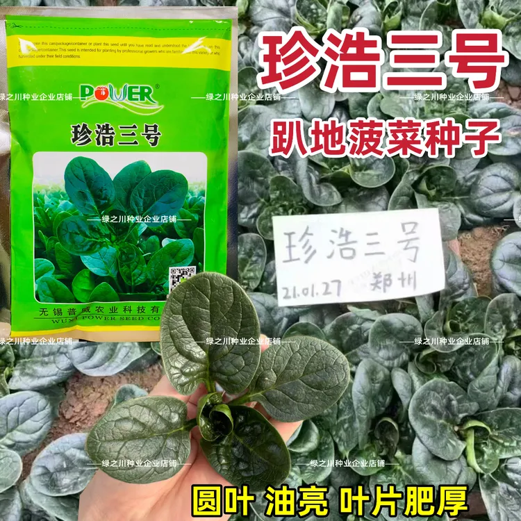 普威农业珍浩三号菠菜种子趴地菠菜种籽耐寒抗病圆叶笨菠菜种子