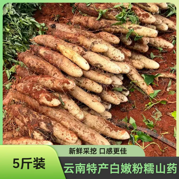【云南特产】老品种灵芝山药云南山药新鲜采挖