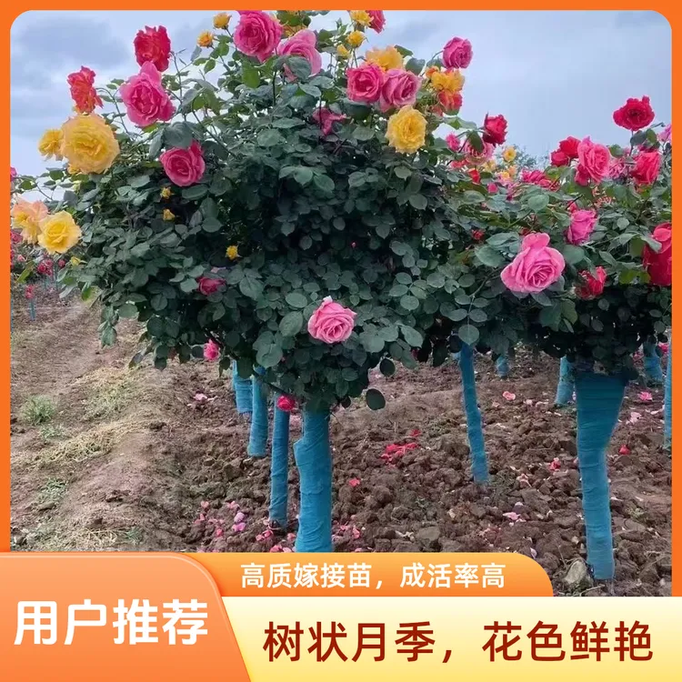 国月树桩月季四季开花嫁接耐寒阳台庭院地栽盆栽花卉