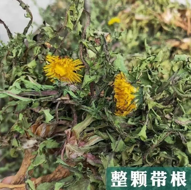 野生 蒲公英 新货 野生蒲公英茶 婆婆丁 带根纯干的花茶