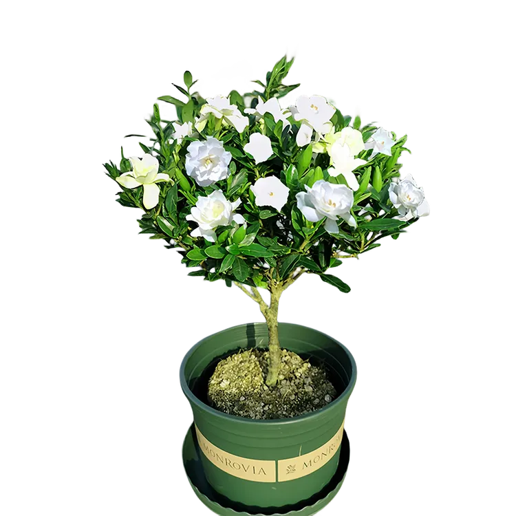 小叶栀子花盆栽浓香型四季开花植物独杆雀舌栀子花直播间现场卖花