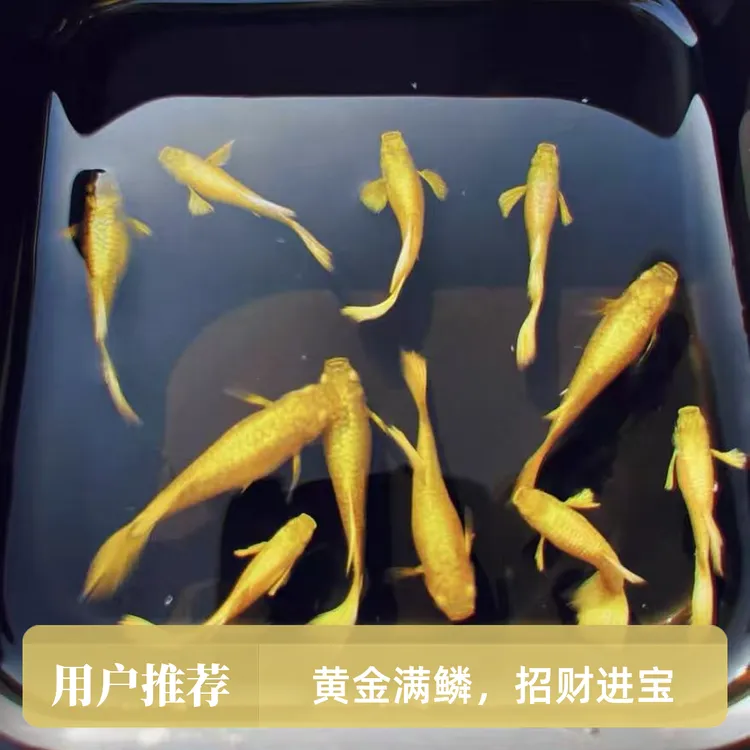 精品满鳞黄金孔雀鱼赛级金龙基因皮实耐活招财进宝白云观赏鱼