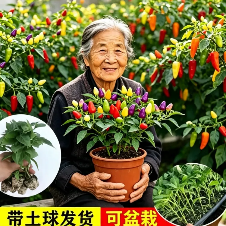 七彩椒可食用多彩朝天椒观赏椒泡椒辣椒苗秧苗种子盆栽蔬菜苗包邮商品图