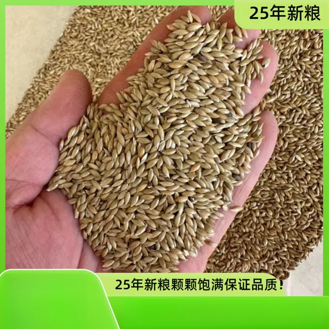 25年新粮 加那利子 小粒 白尖 丝雀 玉鸟 黄鸟 麻料 金翅 鸟粮