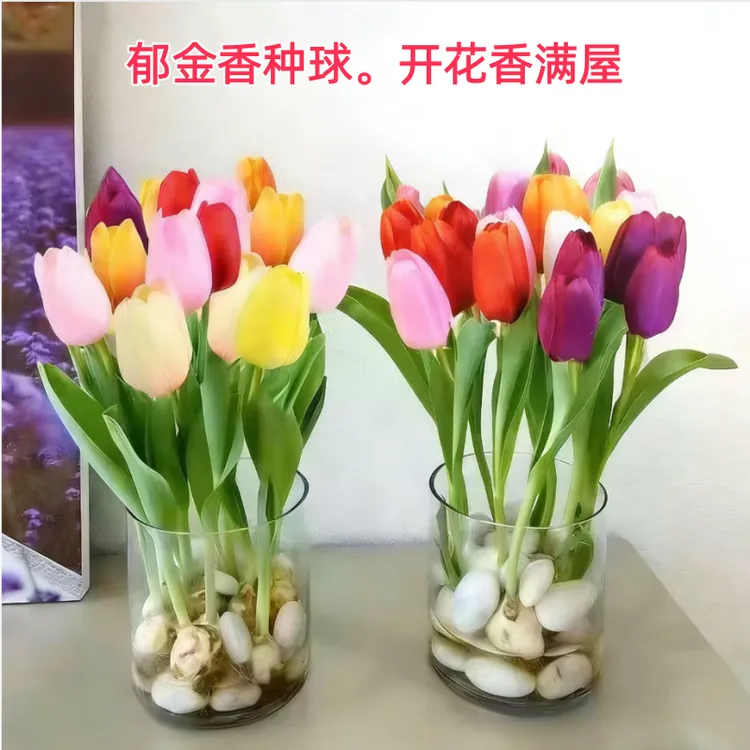 耐寒易活郁金香种球水培土培适用于室内外阳台种植