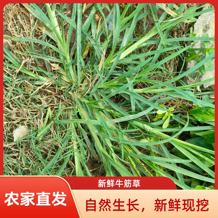 新鲜牛筋草牛根草正品牛栏草正宗青草千斤拔牛耕草千千踏新鲜现挖