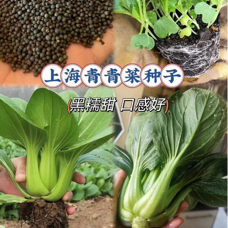 正宗上海青菜蝴蝶种子抗热耐高温速生四季上海青菜种子油菜种子