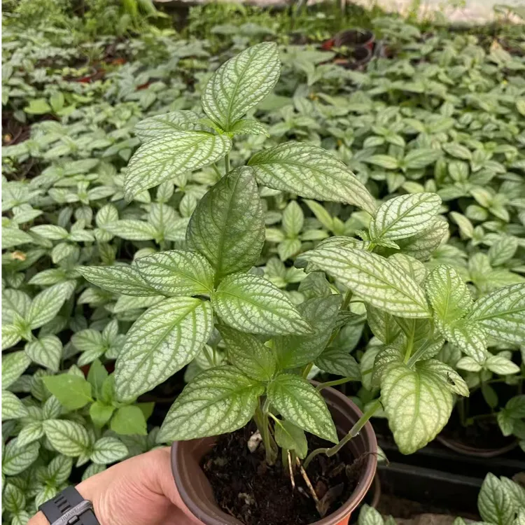 糯米香茶树苗食用香草香叶型绿植盆栽叶子泡茶泡水草本糯米香植物