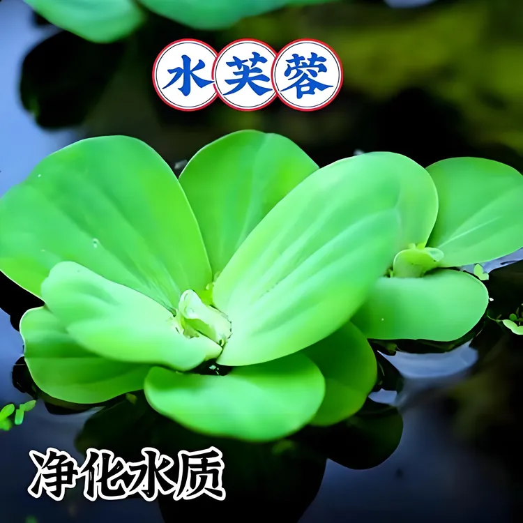 牡丹萍水芙蓉水草活体｜无需CO2阴性水草抑制藻类古法养鱼伴侣水草