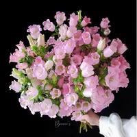 A级稀有粉色风铃花