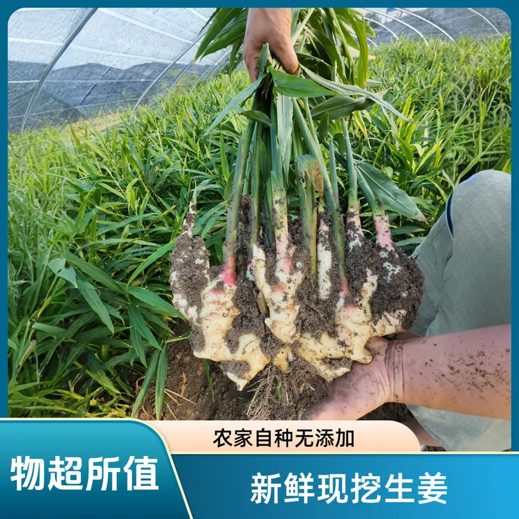 嫩姜新鲜大仔姜子姜河南大姜可腌制糖醋泡姜时令蔬菜（送腌姜教程）