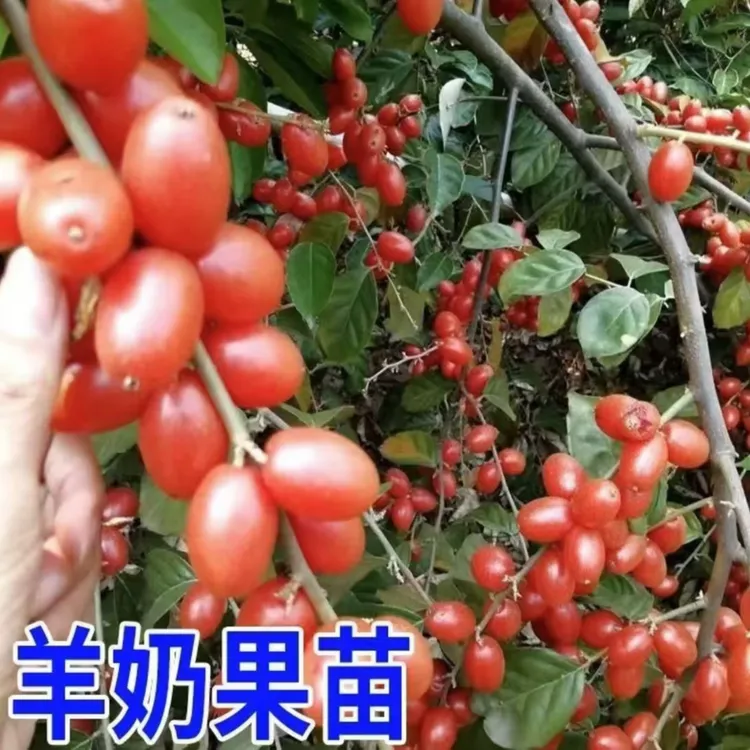 羊奶果苗 无籽大果纯甜德甜三号羊奶果南北方无籽阳台四季果树苗