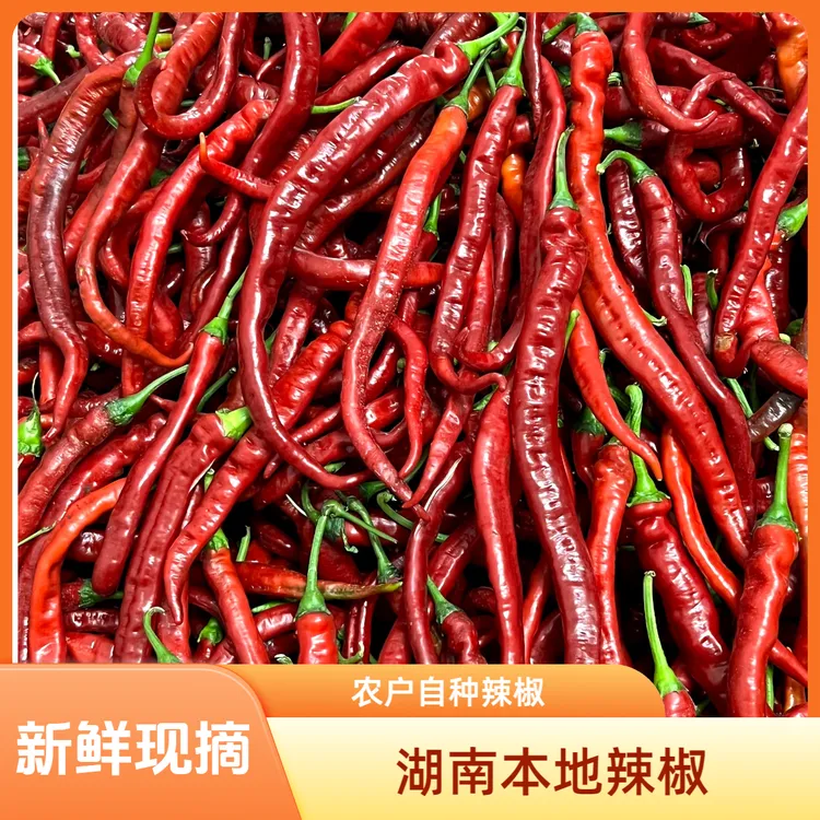 （特辣爆辣）湖南湘西农户自种露天土辣椒（薄皮软皮）