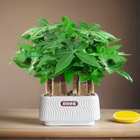 【发财树小盆栽】桌面客厅盆景室内好养净化空气吸甲醛四季常青植物