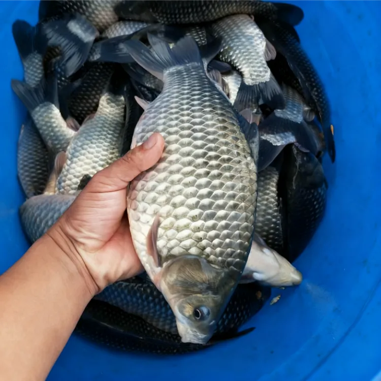 彭泽鲫鱼 彭泽大鲫 白鲫 淡水鱼