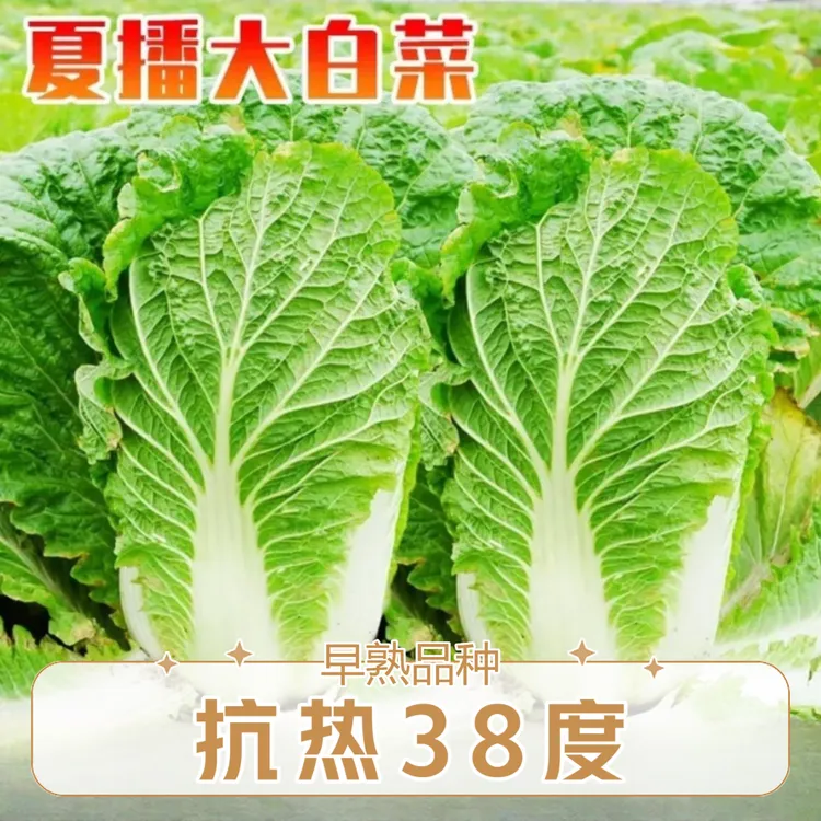 夏阳大白菜种子夏播抗热50天结球白菜种子春夏秋季耐热蔬菜种子
