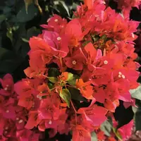 佰梅园 暗斑夕阳红三角梅扦插袋苗（无售后）