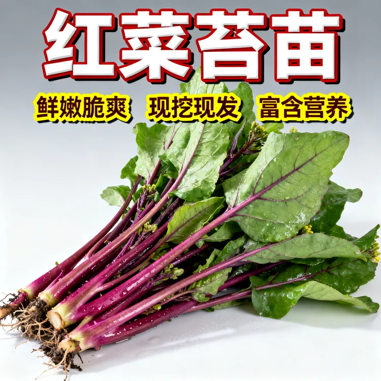 湖北武汉洪山红菜苔苗秧苗早熟种孑四季十月红菜苔苗红油菜薹种子