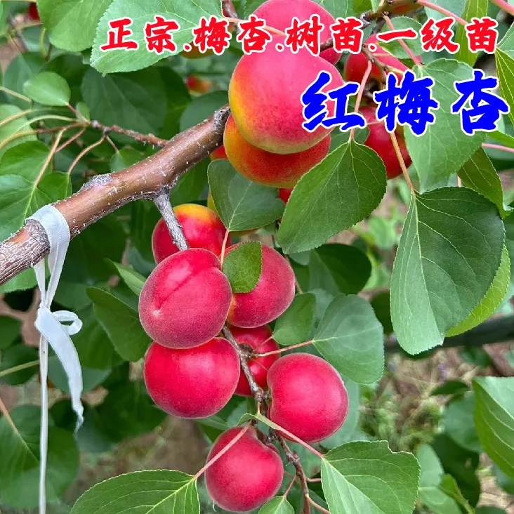 宁夏彭阳红梅杏树苗嫁接梅杏苗庭院大果高产杏子果苗南方北方种植