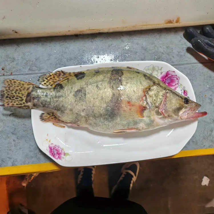 【2条鱼/净重3.5-4斤】东北淡水冷水鳌花鱼保鲜不保活不支持退款