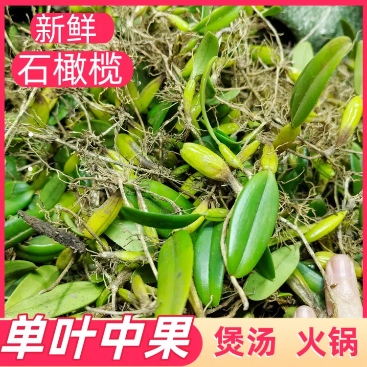 新鲜石橄榄单叶中果石橄榄炖汤煲汤打火锅