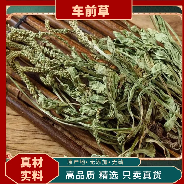 车前草正宗野生精选猪耳朵秧平车前车前草泡茶新鲜车前草茶益母草