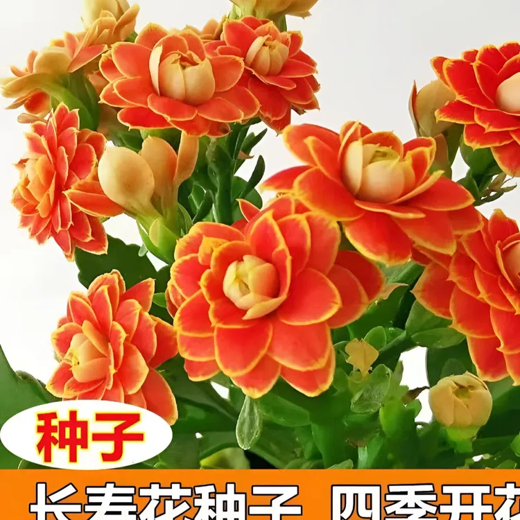 长寿花金狐狸种子四季种子庭院阳台盆栽地栽