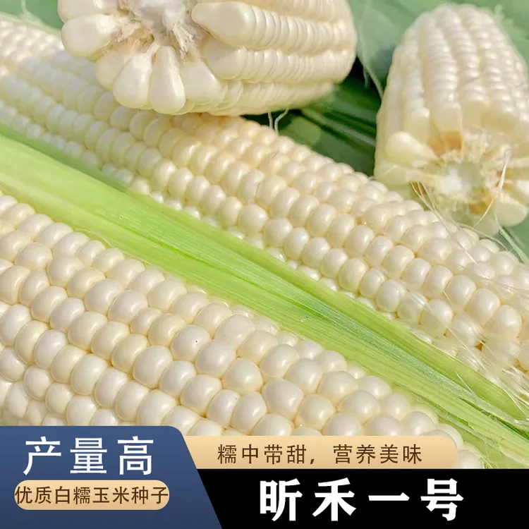 白糯白玉米种子甜糯玉米种籽四季特大高产大全耐旱玉米种孑粘甜孑