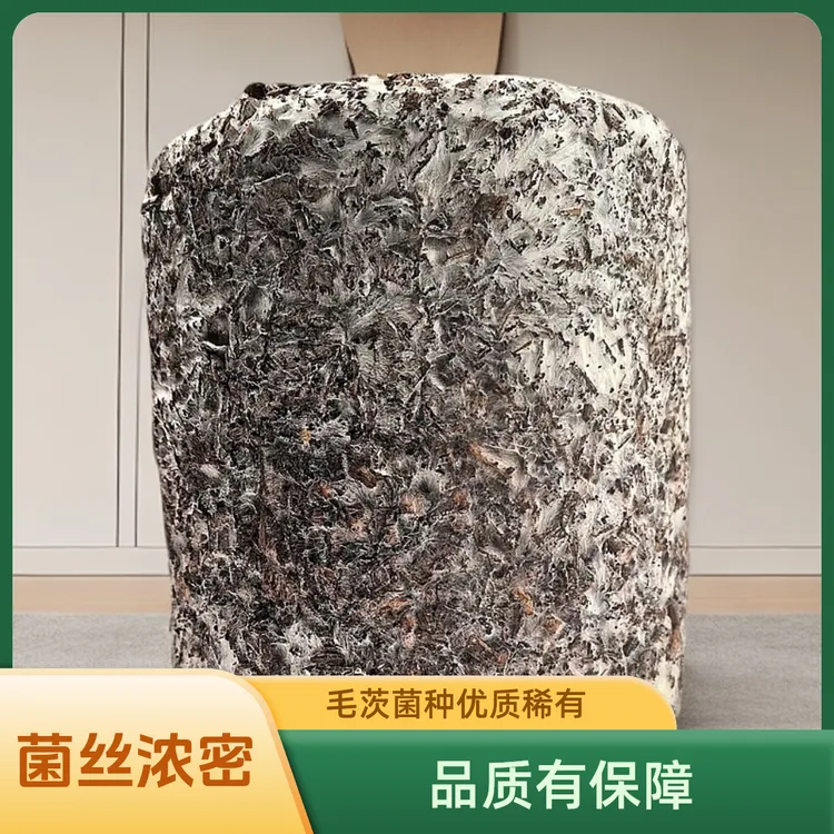 毛茨菇菌种。毛茨菇伴生菌。成功育苗三年
