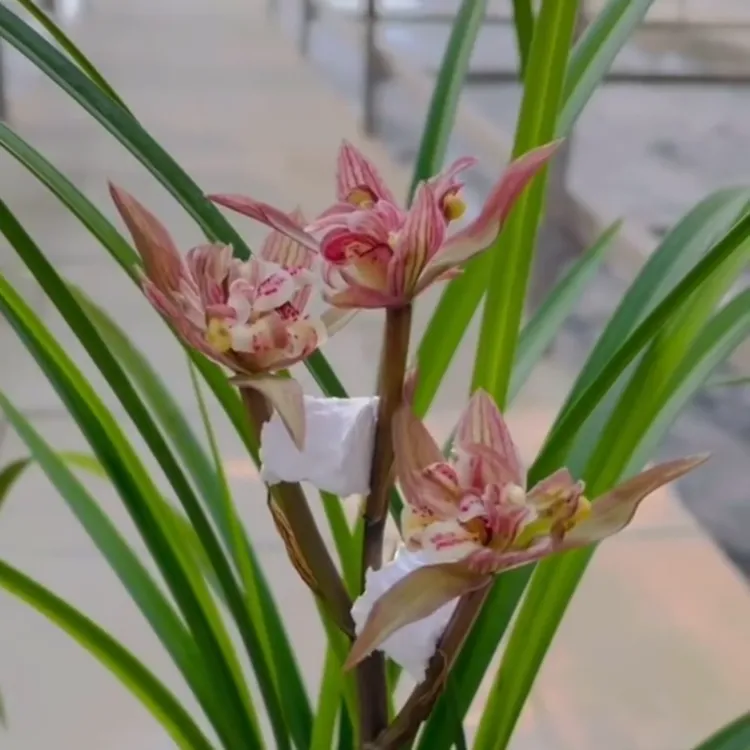 春剑美丽之冠带花苞浓香兰花苗客厅阳台绿植花卉盆栽植物新手好养