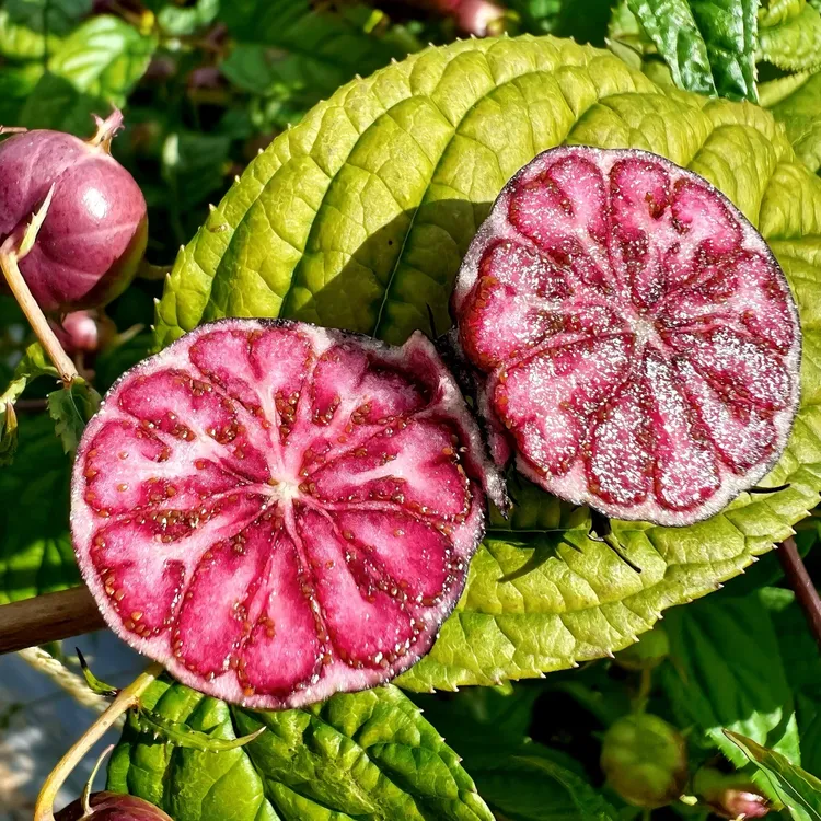 【红果参】云南特产高山红果参稀有浆果蜘蛛果新鲜采摘清甜多汁