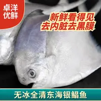  【卓洋优鲜】全清东海银鲳鱼270g*3包（3条/包） 