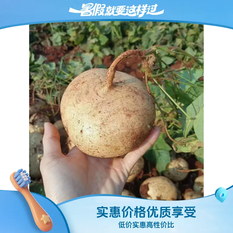 广西新鲜凉薯白地瓜脆甜多汁当季蔬菜沙葛美味可口