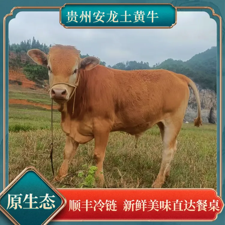 正宗贵州安龙高山放养新鲜原切农家散养土黄牛肉3斤/5斤装