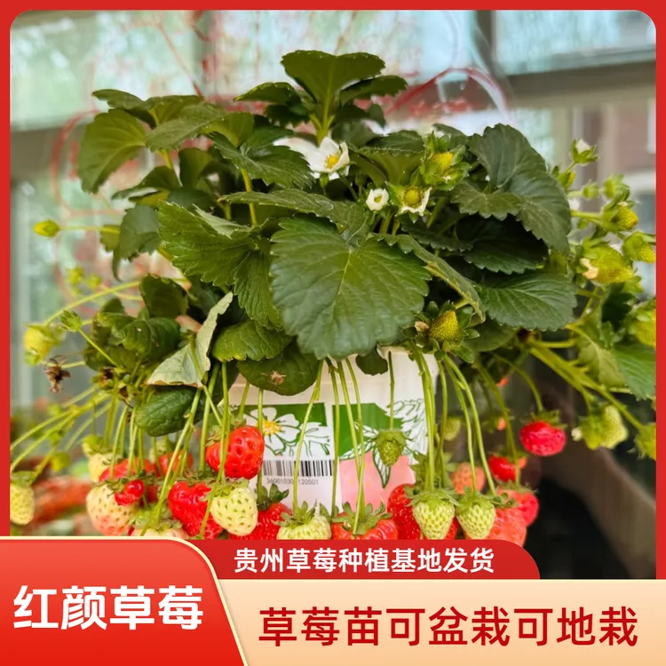 【红颜草莓苗】贵州草莓基地裸根苗可盆栽可地栽对版露天种植