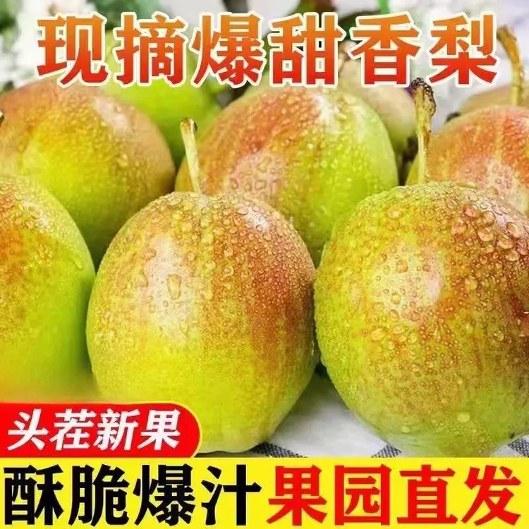 山西红香酥梨新鲜水果酥梨薄皮梨子脆甜多汁玉露香丹霞红秋月梨子
