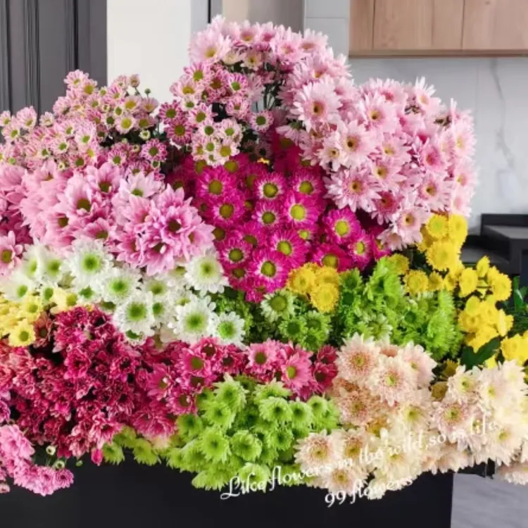 【多头小雏菊】鲜切花鲜花基地采摘直发商品图