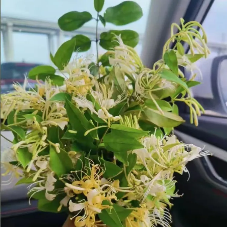 农家金银花正宗纯野生金银花