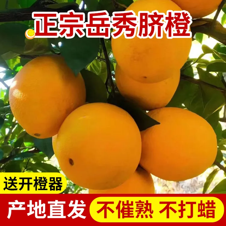 福建福安岳秀脐橙新鲜应当季水果精选送可孕妇吃手剥多汁橙