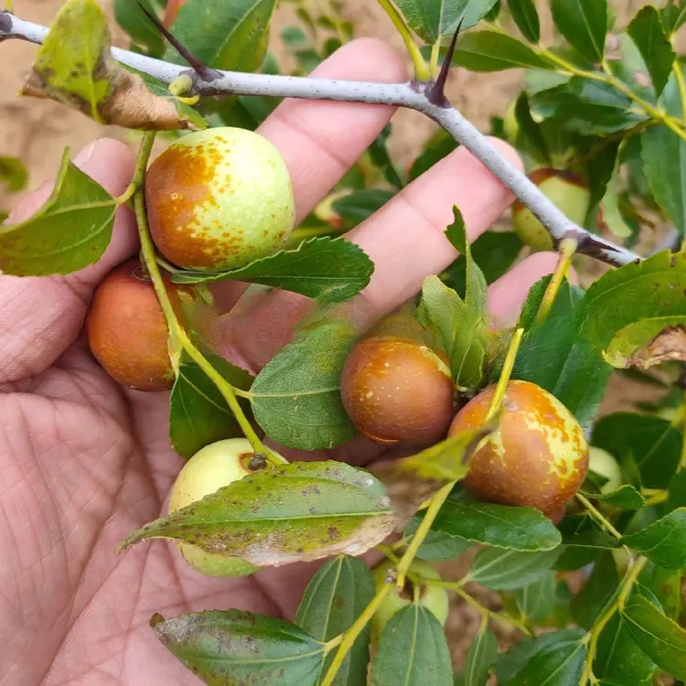 酸枣苗酸枣树苗高产用酸枣苗山枣苗南北方种植地栽树