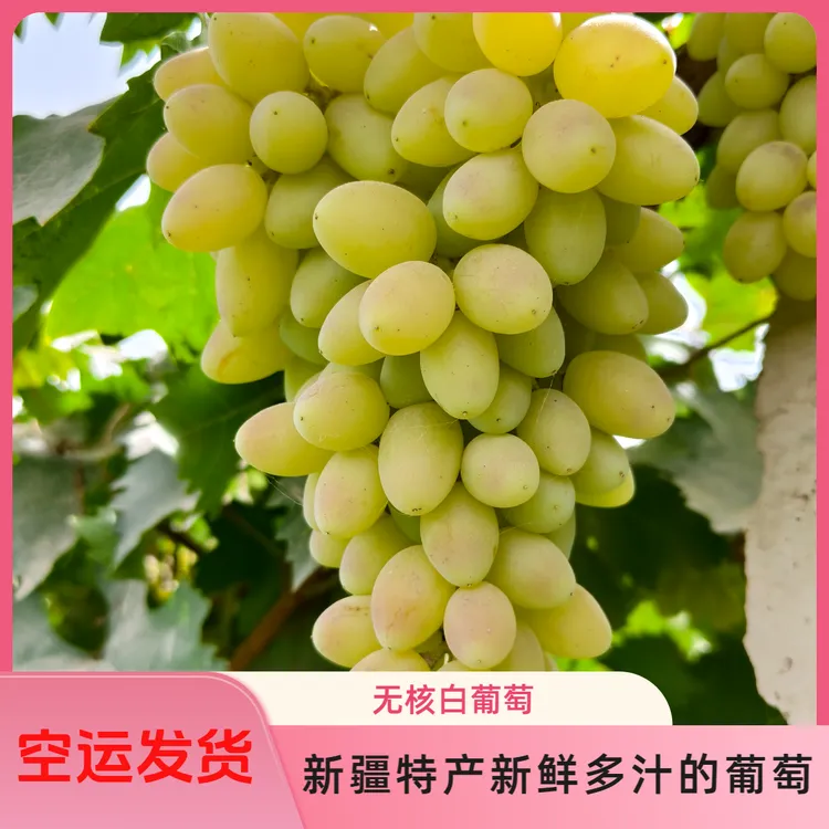 新疆无核白葡萄无籽清甜当季新鲜水果 空运包邮 全国包邮
