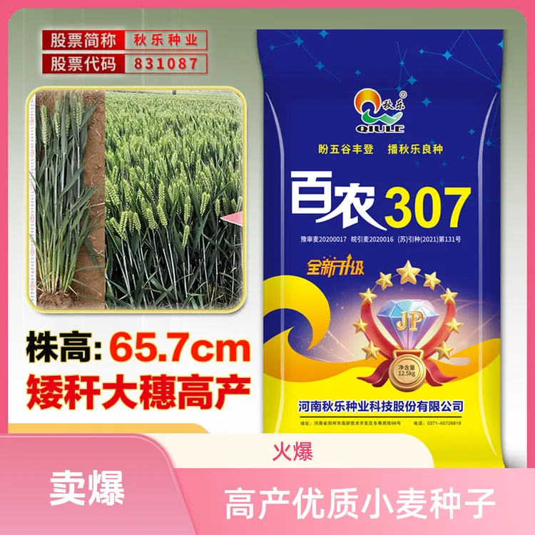 可留种【秋乐正品】百农307三圃田原种小麦种子高产矮秆抗倒大穗