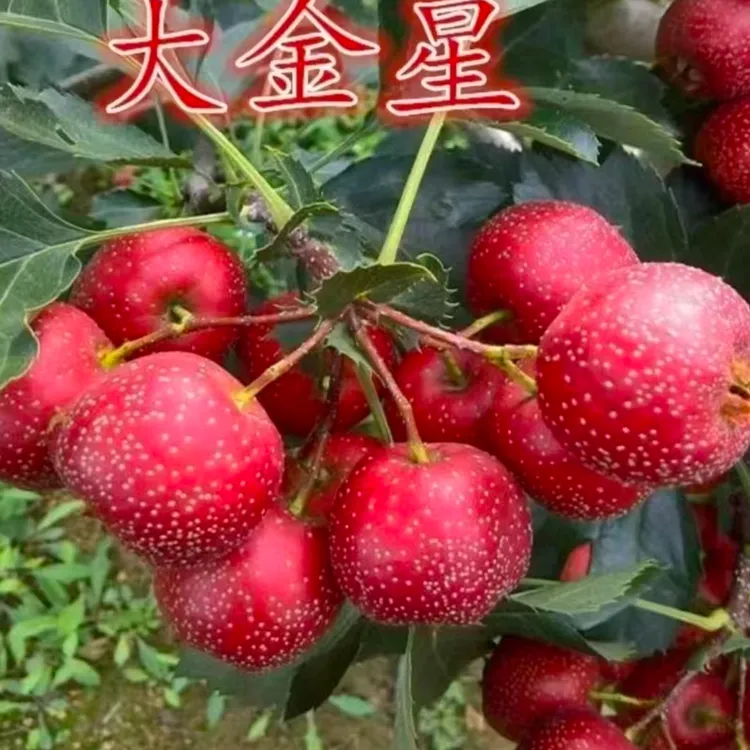 山楂树苗嫁接新品种大金星大五菱山楂盆栽地栽南北方种植当年结果