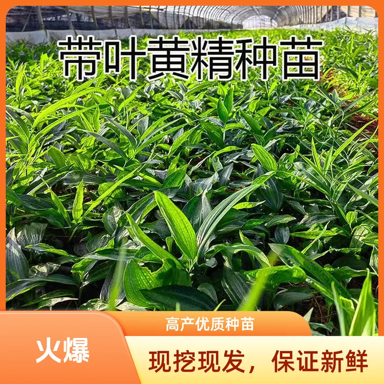 多花倒苗姜型黄精苗大叶品种倒苗黄精籽育苗露天苗发货