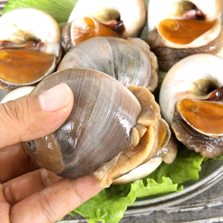 猫眼螺新鲜海捕 到货保鲜不包活 6-10只左右/斤