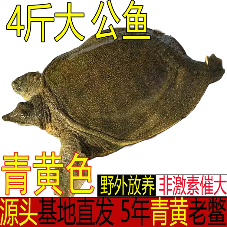 【包活送到 死了包赔】4斤 青黄色公甲鱼 外塘生态鲜活大甲鱼王八