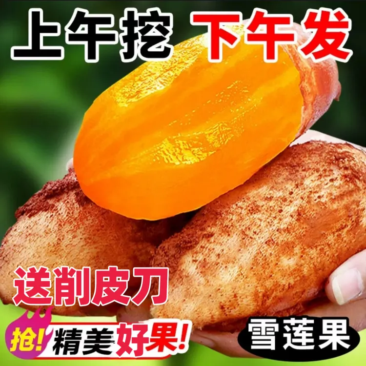 现货！云南天山精品云南天山黄心雪莲果新鲜水果脆甜多汁9斤包邮5