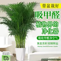 1.2-1.4米富贵椰子树盆栽大型室内绿植好养除甲醛散尾葵净化空气
