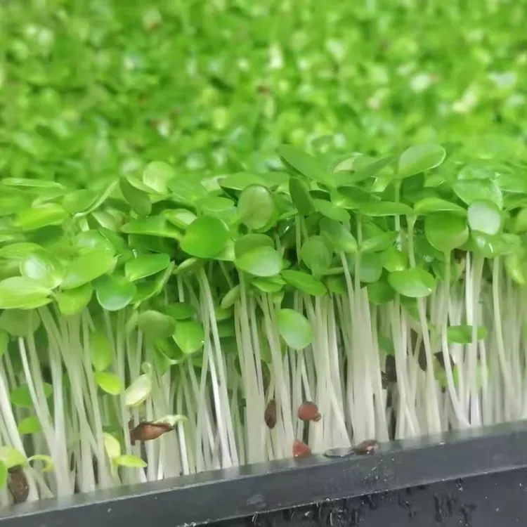 现摘现发香椿苗新鲜有机绿色无污染蔬菜炒菜火锅新鲜特色菜芽苗菜